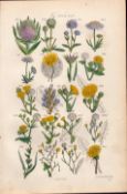 Sowerby Antique Wild Teasle, Field Scabious, Salsify, Wild Lettuce, Dandelion-32.