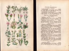 Sowerby Antique Clove Pink, Carnation, Cheddar Pink, English Catchfly-9-Set-2.