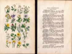 Sowerby Antique Traveller's Joy, Meadow Rue, Crowfoot, Spearwort-1-Set-2.