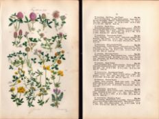 Sowerby Antique Red Clover, Red Trefoil, Purple Clover, Strawberry Trefoil, 16--Set-2.