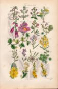Sowerby Antique Illustration Foxglove, Snapdragon, Fluellen, Toadflax, Mudwort,-46.
