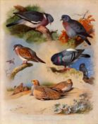 Antique Scarce Large First Edition Bird Print Dove Stock, Rock Turtle Dove -53.