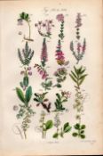 Sowerby Antique Cranberry, Bearberry, Strawberry Tree, Marsh Cistus, Wintergreen,-40.