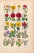 Sowerby Antique Wild-Flowers Print Water Lily, Poppy, Celandine, Fumitory, Corydalis-3.