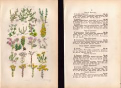 Sowerby Antique Pennywort, Houseleek, Rose Root, White Stonecrop, Knotgrass-24--Set-2.