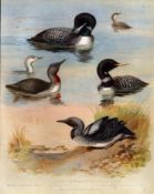 Diving Seabirds Antique Scarce First Edition Large Bird Print -77.