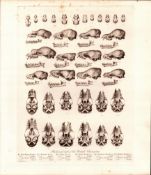Skulls & Teeth of The Bat Family Rare Limited-Edition Antique Print-66.