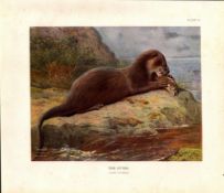 The Otter Rare Limited-Edition Coloured J.G. Millais, Antique Print-67.