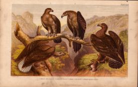 The Eagle Family Species Antique Hand Coloured Oliver Goldsmith Engraving -17.