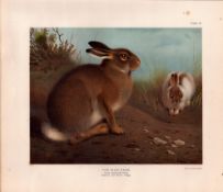 The Irish Hare Summer & Winter Rare Limited-Edition Antique JG Millais Print-30.