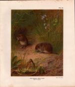 The Common Field-Vole Rare Limited-Edition Coloured J.G. Millais, Antique Print-76.