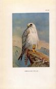 Greenland Falcon Coloured Archibald Thorburn 98-Year-Old Bird Print-84.