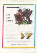 Original 62-Year-Old 1962 Guinness Print Life & Litters GE 3384 #-29.