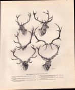 Scottish Red Deer Heads Rare Limited-Edition Antique JG Millais Print-17.