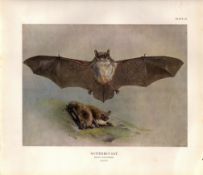 The Natterers Bat Rare Limited-Edition J.G. Millais Coloured Antique Print-59.