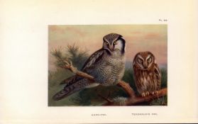 Hawk & Tengmalm’s Owl Archibald Thorburn 98-Year-Old Bird Print-69.