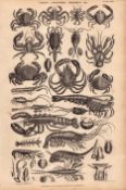 Crabs, Lobsters, Shrimps 35 Species Antique Oliver Goldsmith Engraving.