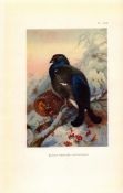 Black Grouse Coloured Archibald Thorburn 98-Year-Old Bird Print-122.