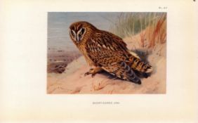 Short-Earned Owl Coloured Archibald Thorburn 98-Year-Old Bird Print-67.