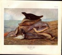 The Grey Seal Rare Limited-Edition Coloured J.G. Millais, Antique Print-45.