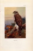 Goshawk Coloured Archibald Thorburn 98-Year-Old Bird Print-80.