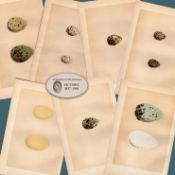 Job Lot 8 Antique 149 Years-Old 1875 Engravings Rev Morris Bird Eggs Set-B.