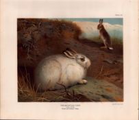 The Mountain Hare Rare Limited-Edition Antique JG Millais Print-32.