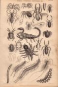 Spiders, Scorpions, Centipedes Species Antique Oliver Goldsmith Engravings.
