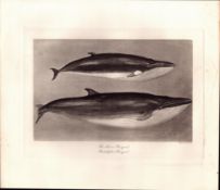 Lesser & Rudolphis Rorqual Whales Rare Limited-Edition Scarce Antique Print-7.