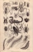 Spiders, Insects, Pedes, 25 Illustrations Antique 145 Yrs-Old Steel Engraving -9.