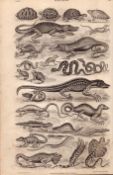 The World of Reptiles 25 Illustrations Antique 154 Yrs-Old Steel Engraving -7.