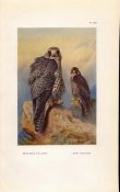 Iceland & Gyr Falcon Coloured Archibald Thorburn 98-Year-Old Bird Print-85.