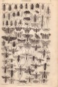 Entomology Study of Insects Illustrations Antique 154 Yrs-Old Steel Engraving -19.