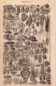 Mollusca 90 Illustrations Clams, Snails, Slugs & Squid Antique Steel Engraving -6.