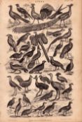 Victorian Birds 34 Species Antique Oliver Goldsmith Engravings XVIII.