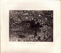 Water Shrews At Play Rare Limited-Edition Coloured Antique Print-54.