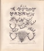 The Antlers of a Stag Rare Limited-Edition Antique JG Millais Print-24.