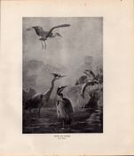 Otter & Heron Rare Limited-Edition Coloured J.G. Millais, Antique Print-68.