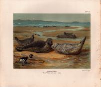Common Seal Adults Winter Rare Limited-Edition Coloured Antique Print-43.