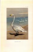 Whooper Swan Coloured Archibald Thorburn 98-Year-Old Bird Print-103.