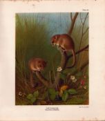 The Door Mouse Family Rare Limited-Edition Coloured J.G. Millais Antique Print-85.