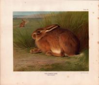 The Common Hare Rare Limited-Edition Antique JG Millais Print-33.