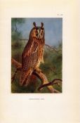 Long-Eared Owl Coloured Archibald Thorburn 98-Year-Old Bird Print-66.