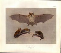 The Daubenton’s Bat Rare Limited-Edition J.G. Millais Coloured Antique Print-60.