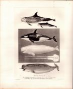 The Whale Family Selection Rare Limited-Edition Antique Print-8.