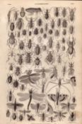 Entomology Study of Insects Illustrations Antique 154 Yrs-Old Steel Engraving -20.