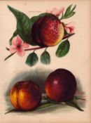 Nectarines Selection 1891-1894 Antique Mary Rivers Fruit Illustration-20.