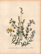Jane Loudon Wildflower Rare 165-Yr-Old Antique Gilt-Edged Illustration-14.