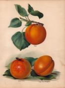 Peaches Selection 1891-1894 Antique Mary Rivers Fruit Illustration-29.