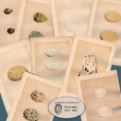 Job Lot 9 Antique 149 Years-Old 1875 Engravings Rev Morris Bird Eggs Set-F.